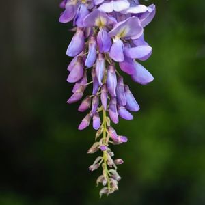 Meet your Posher, Cv